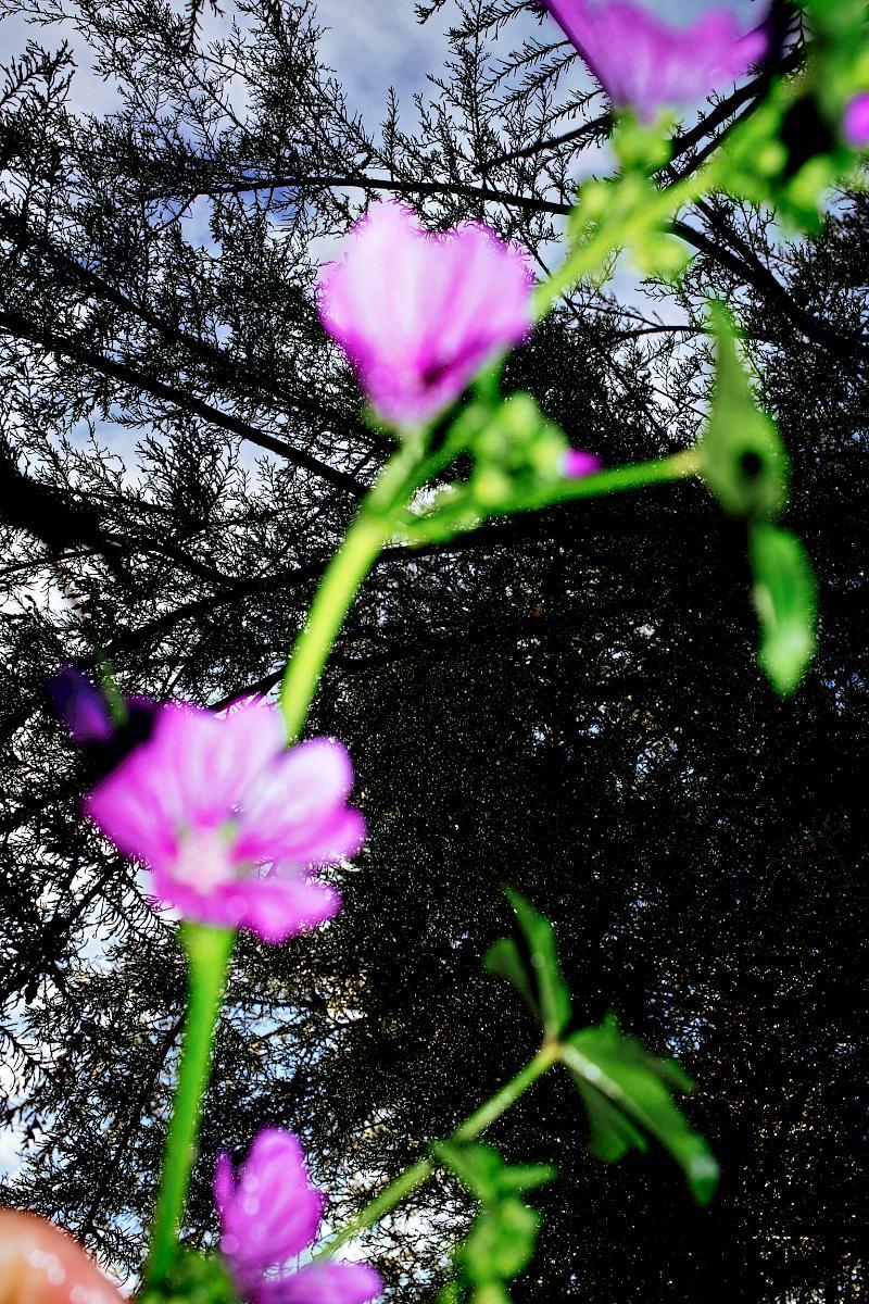 Purple flowers and dark tree branches viewed from below