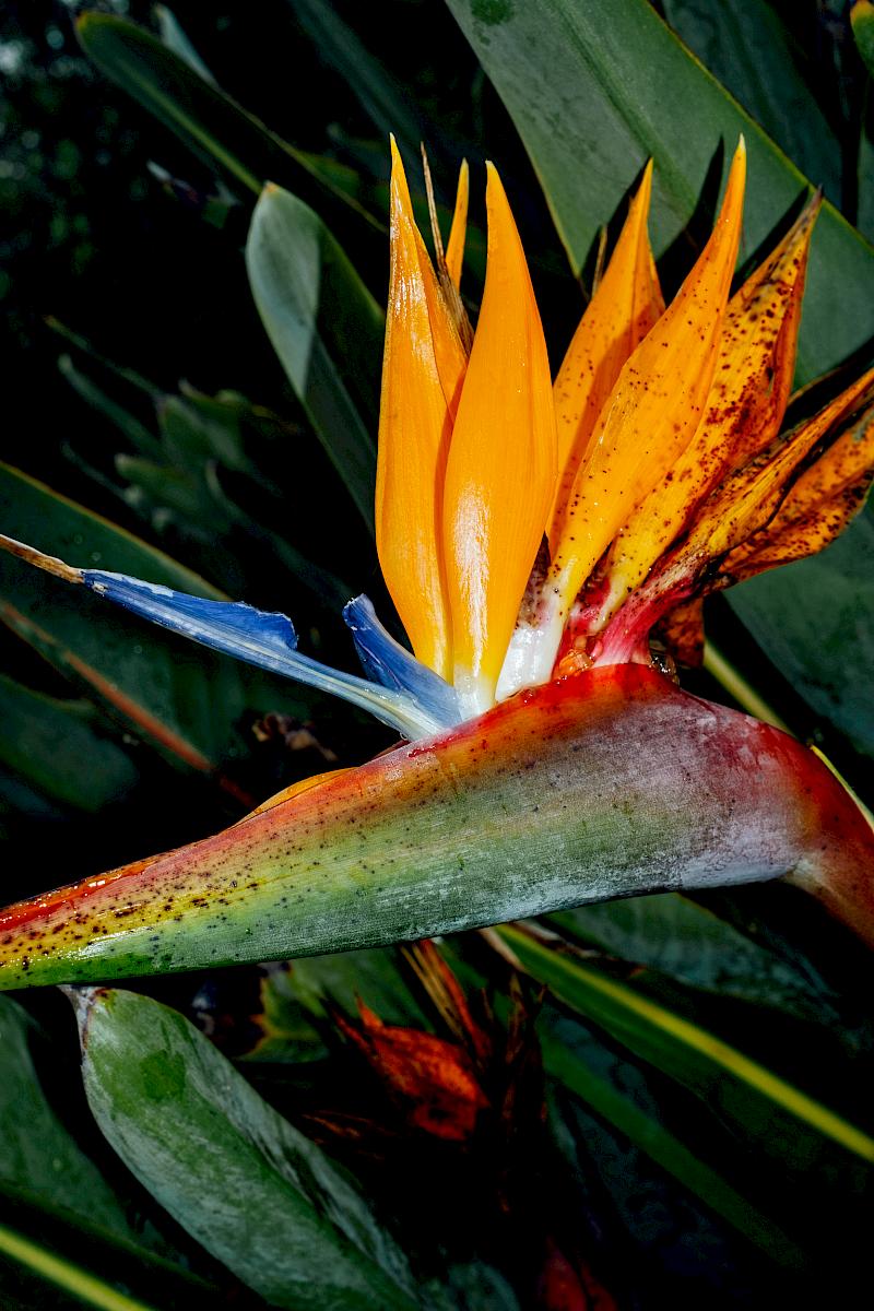 Bird-of-paradise flower among tropical leaves