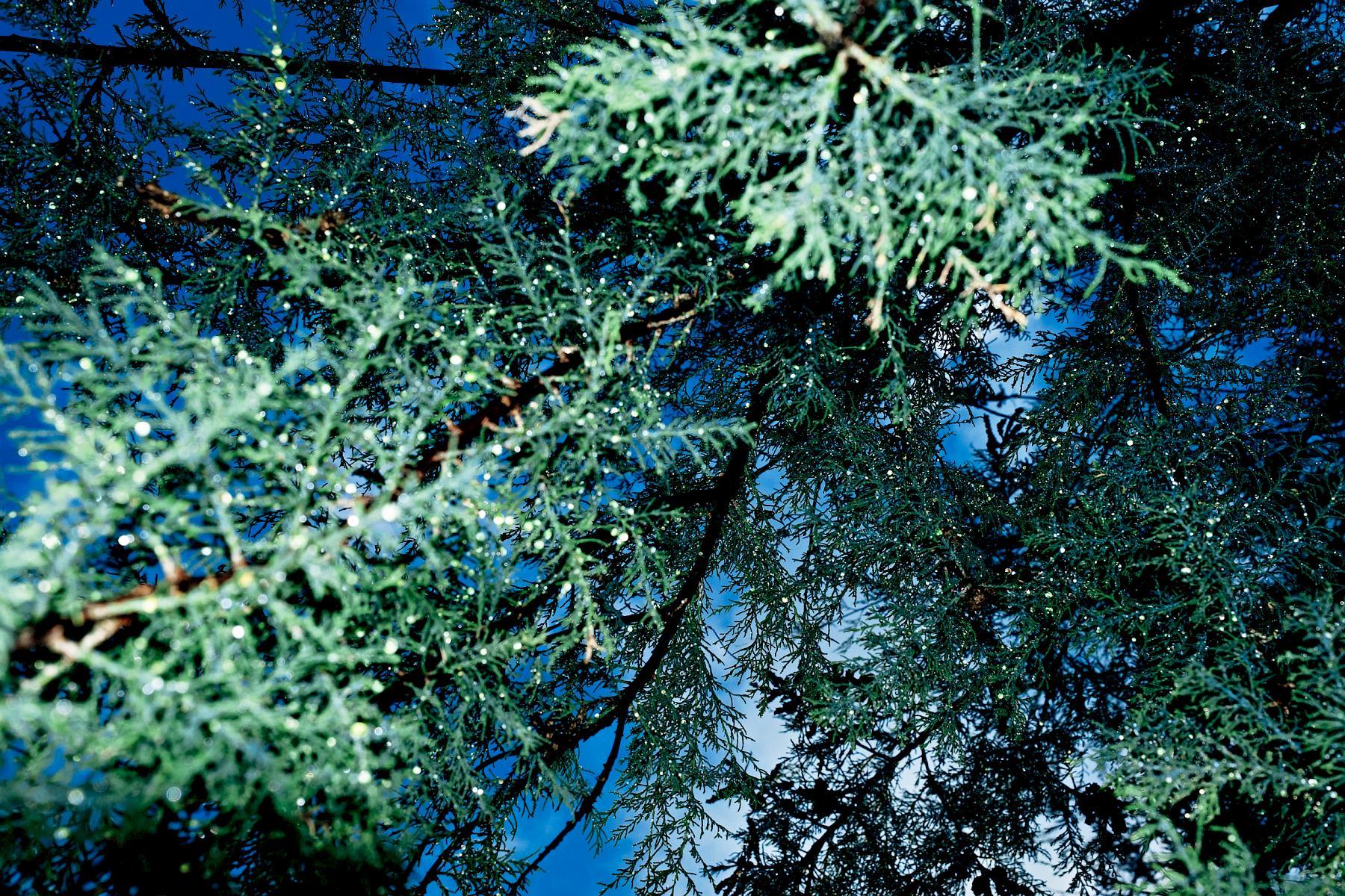 Blue-green tree branches against the sky